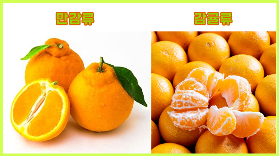 감귤유-만감류-구분-제주-귤