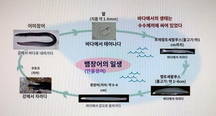 민물장어-일생