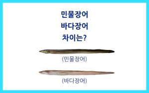 민물장어_바다장어-차이점-종류