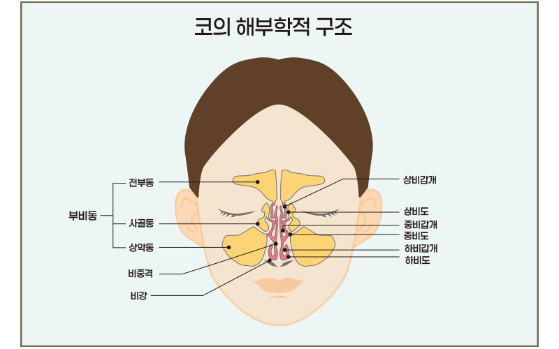 너무-코막힐때-해부학적-구조