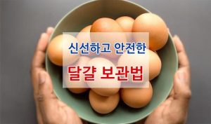 안전한-달걀-보관-신선-유지
