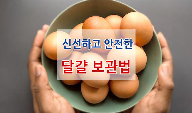 안전한-달걀-보관-신선-유지