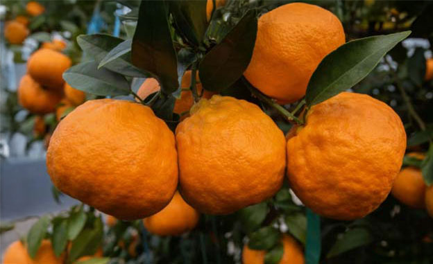 윈터프린스 감귤