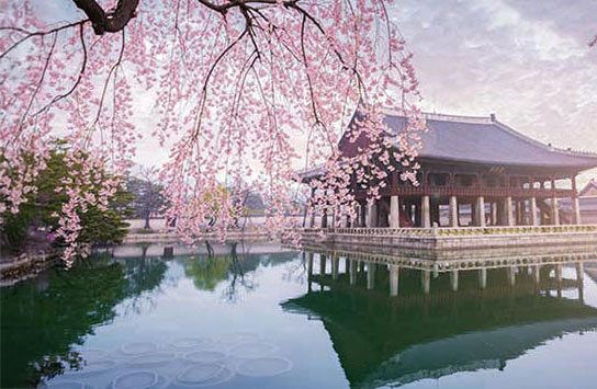 벚꽃-명소-경복궁