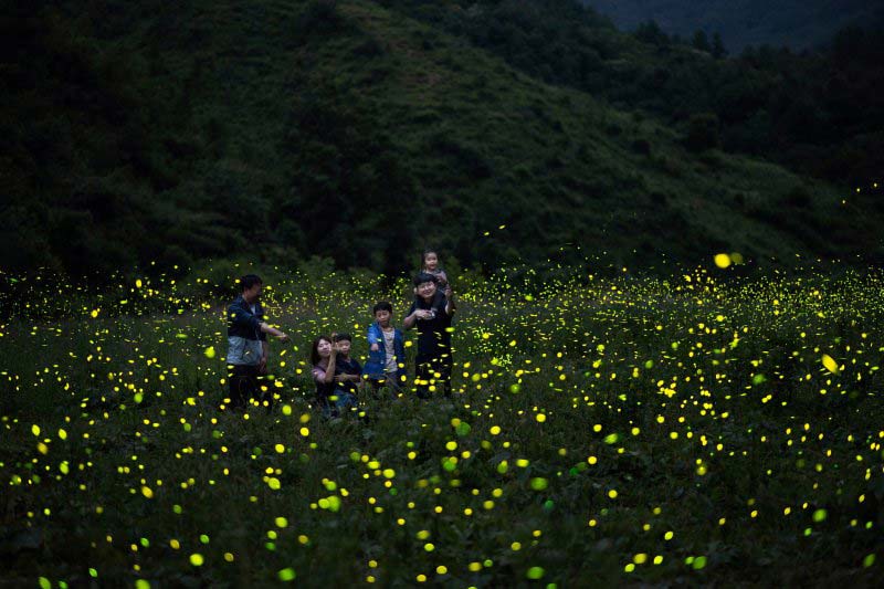 무주-반딧불축제